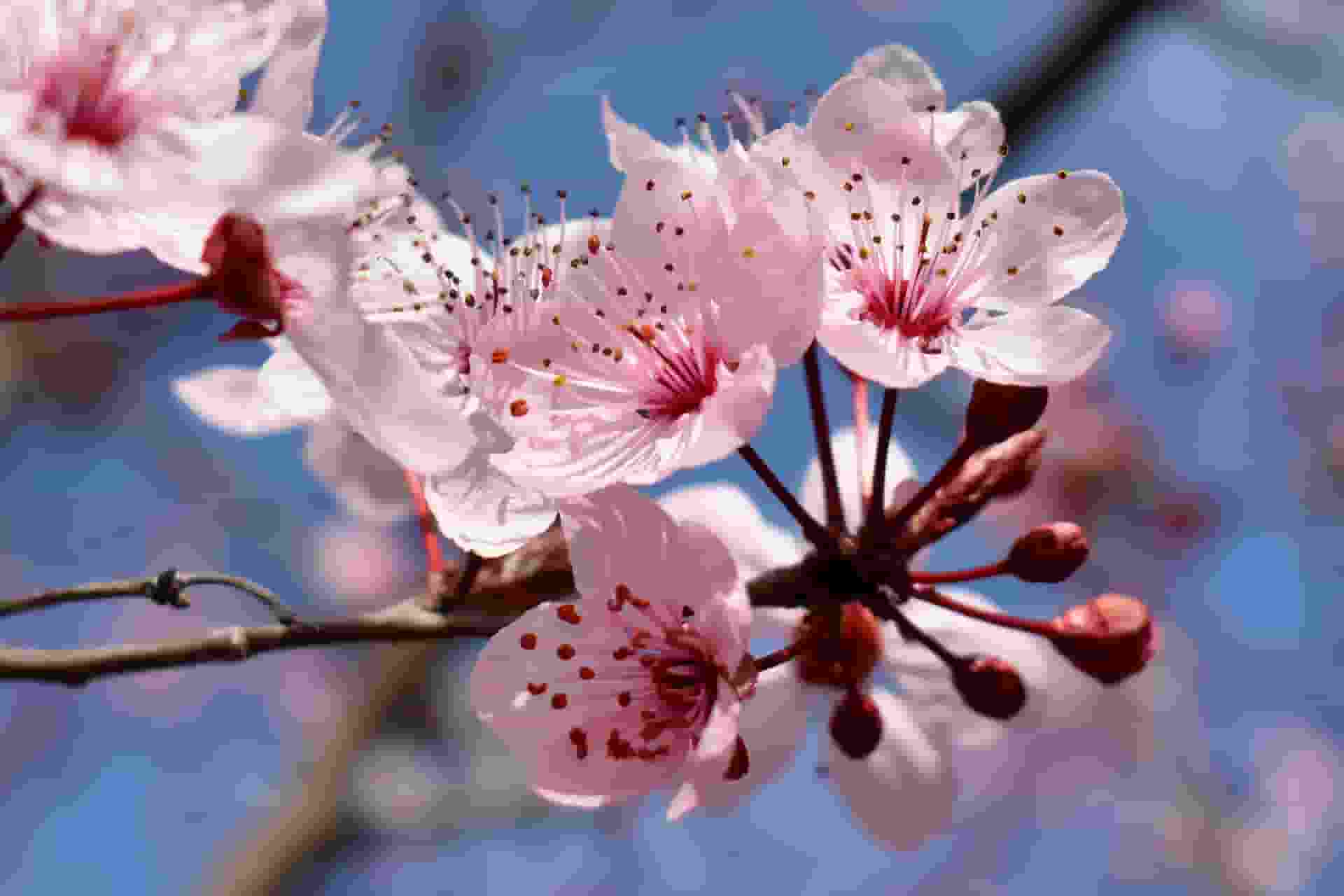 flower-4898286_1920