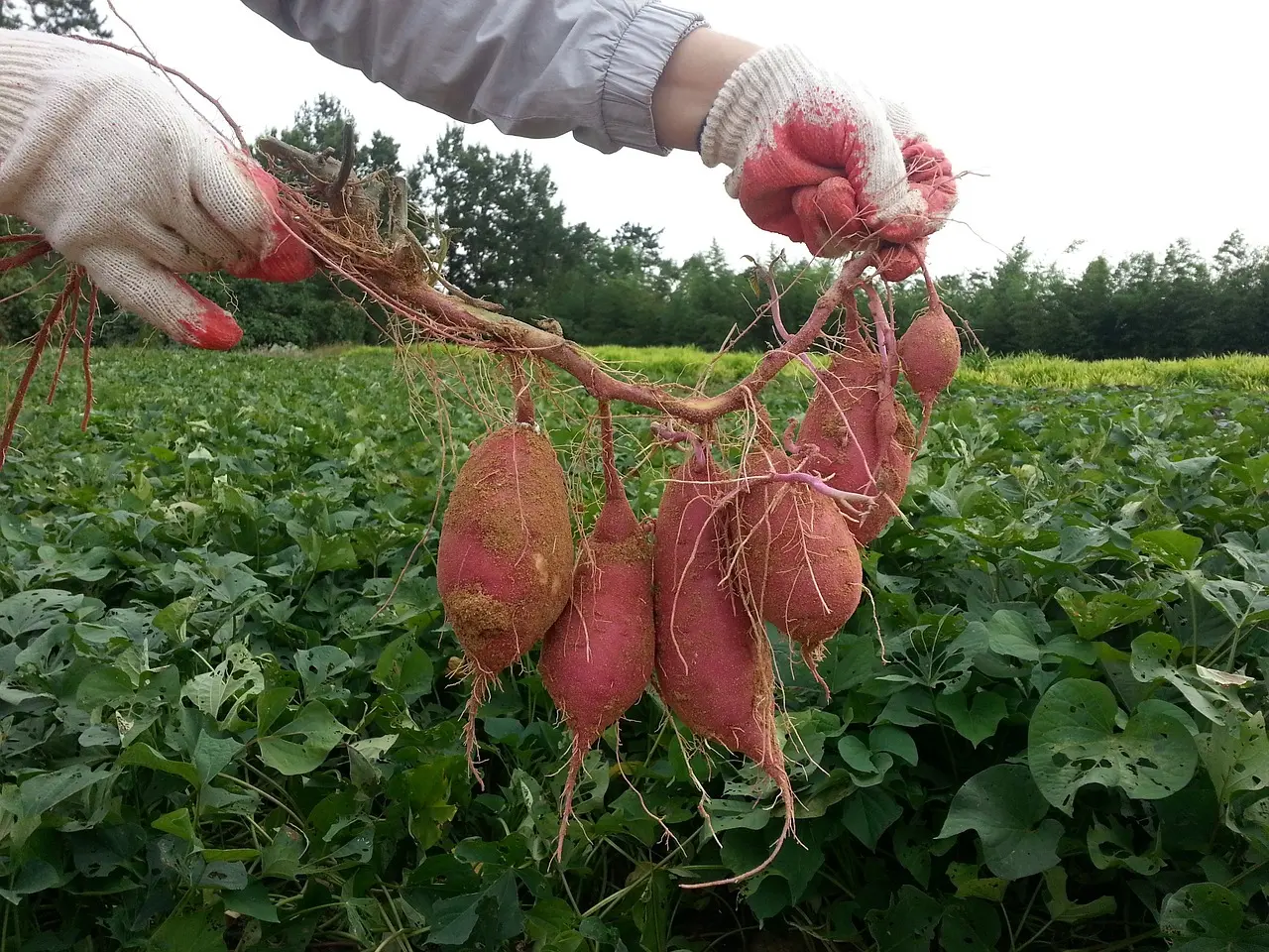 sweet-potato-g5f980d086_1280